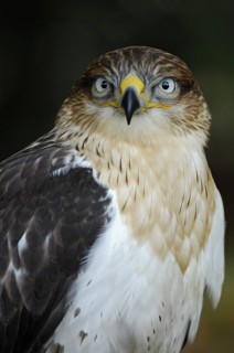 Koenigsbussard (Buteo regalis), Portrait, Jungvogel, captive, Heimat: halbtrockene und trockene