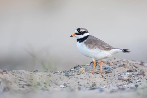 Common Ringed Plover (Charadrius hiaticula), Texel, Netherlands