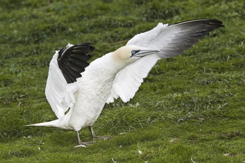 Northern Gannet (Morus bassanus), Quebec, Canada