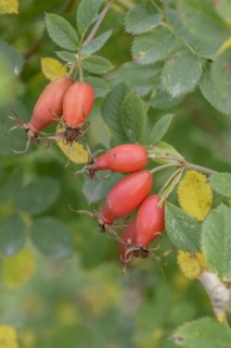 Pillnitz vitamin rose (Rosa 'Pi Ro 3'), wild fruit orchard, Sornzig, Saxony, Germany
