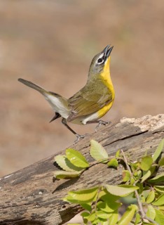 Yellow-breasted Chat (Icteria virens) singing, perched on a log, Texas, USA