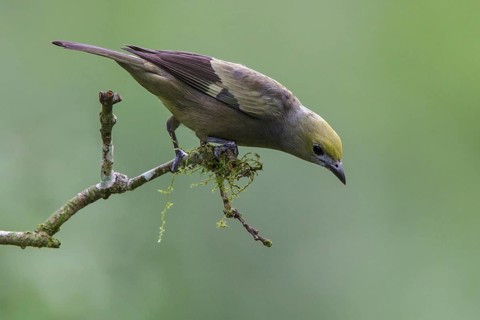 Palm Tanager (Thraupis palmarum) perched on a branch in Manu National Park, Peru