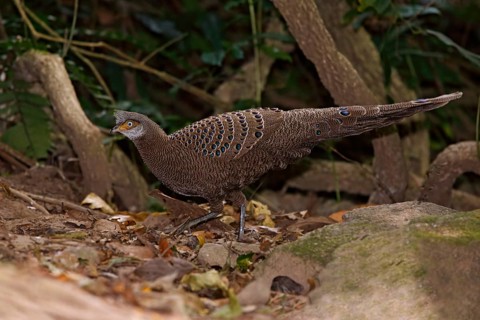 Grey Peacock-Pheasant (Polyplectron bicalcaratum) male, Mae Wong, Thailand