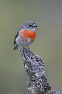 Scarlet Robin (Petroica boodang) female, Victoria, Australia