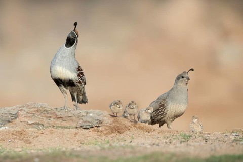 Gambel's Quail (Callipepla gambelii) pair with chicks at a waterhole, Arizona, USA