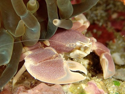 Spotted porcelain crayfish (Neopetrolisthes maculatus)