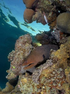 Giant moray eel (Gymnothorax javanicus)
