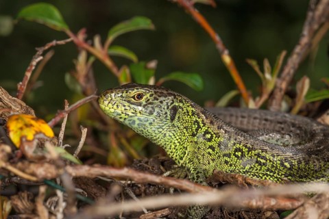A male sand lizard (Lacerta agilis) hides in the undergrowth with its natural camouflage,