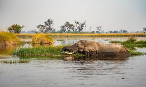 African elephant (Loxodonta africana) swimming in the swamp, grazing, Xakanaxa Lagoon, Okavango