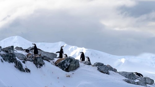 Chinstrap penguins (Pygoscelis antarctica), group on snow-covered rocky ridge, one calling with
