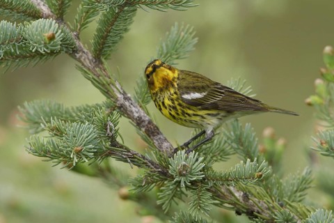Cape May Warbler (Setophaga tigrina), Manitoba, Canada