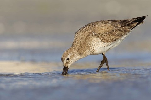 Red Knot (Calidris canutus), Florida, USA