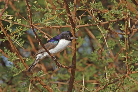 Eastern Violet-backed Sunbird (Anthreptes orientalis) male, Tsavo National Park, Kenya