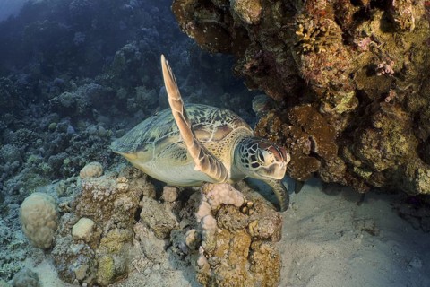 Green turtle (Chelonia mydas)