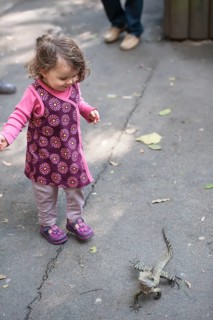 Young girl looking at an Australian eastern water dragon (Physignathus lesueurii), Lone Pine Koala