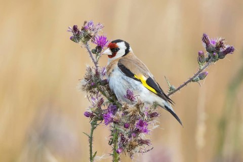 European Goldfinch (Carduelis carduelis) perched on a thistle, North Rhine-Westphalia, Germany