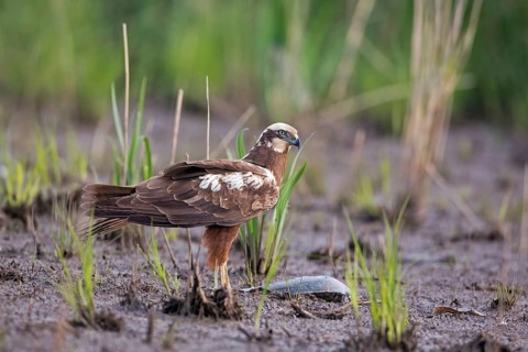 Western Marsh Harrier (Circus aeruginosus) female with fish prey, Saxony-Anhalt, Germany