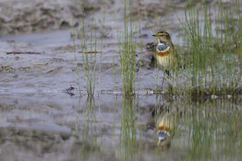 Bluethroat (Luscinia svecica cyanecula) male, Schleswig-Holstein, Germany