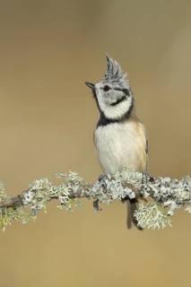 Crested tit (Lophophanes cristatus), sitting on a branch overgrown with reindeer lichen (Cladonia
