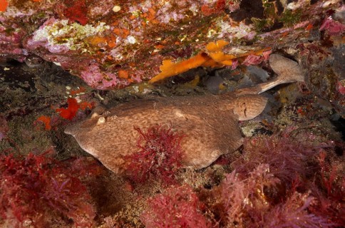 A marble electric ray (Torpedo marmorata), camouflaged between colourful reef structures, showing