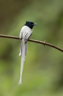 Asian Paradise Flycatcher (Terpsiphone paradisi) male perched on a branch, Yunnan, China