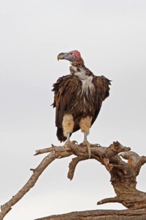 Lappet-faced Vulture, Torgos tracheliotus, Botswana, Chobe NP