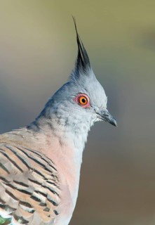 Crested Pigeon (Ocyphaps lophotes), Victoria, Australia