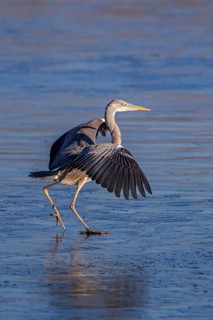 Grey Heron (Ardea cinerea) on an ice surface, Baden-Wuerttemberg, Germany
