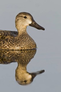Blue-winged Teal (Spatula discors) female, Florida, USA