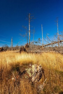 Bavarian Forest, Falkenstein area, windthrow at Hochwiesriegel. Bark beetle infestation
