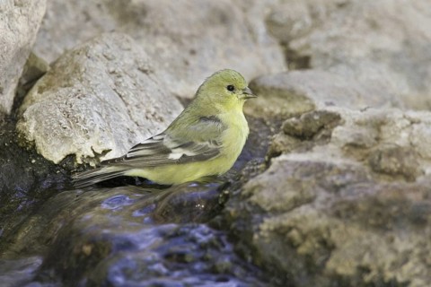 Lesser Goldfinch (Spinus psaltria) female, Arizona, USA