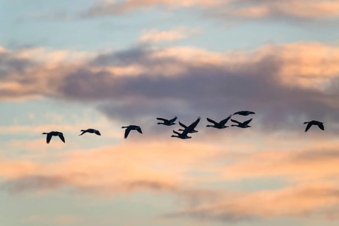 Canada Goose, Branta Canadensis, birds in flight over marshes at sunset