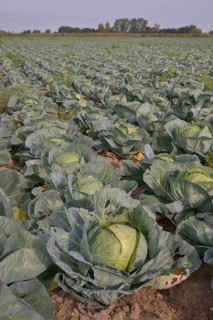 Field with White Cabbage (Brassica oleracea alba), Alsace, France