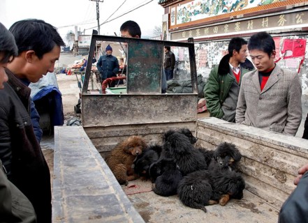 Xining, CHN, 27.02.09 - Dogs are being offered for sale in the marketplace of a village near Xining
