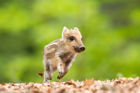 Wild boar (Sus scrofa) piglet running in a forest, Bavaria, Germany
