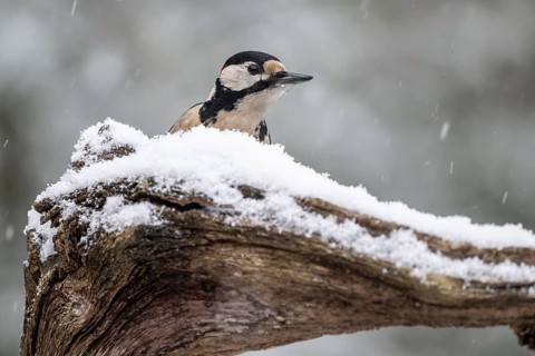 Great spotted woodpecker (Dendrocopos major), Emsland, Lower Saxony, Germany
