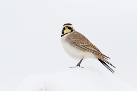 Temminck's Lark (Eremophila bilopha), Morocco