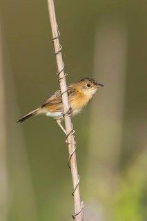 Golden-headed Cisticola (Cisticola exilis) female, Victoria, Australia