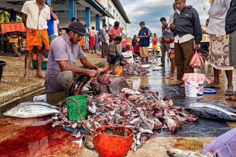 A man processes fish surrounded by blood buckets on wet road ground, The fishermen in the fishing