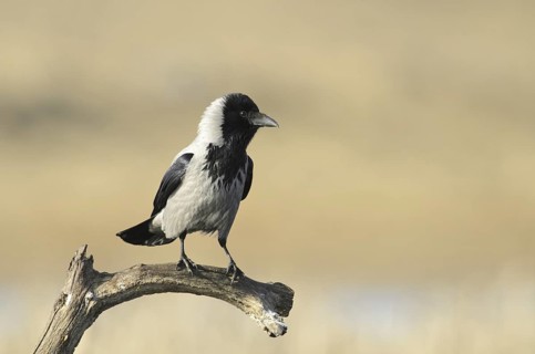Hooded Crow (Corvus cornix), Mecklenburg-Western Pomerania, Germany
