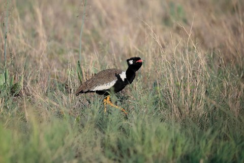 White-winged Bustard (Afrotis afraoides), adult, male, alert, walking, foraging, Mokala National