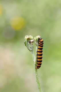 St. Jacob's weed bear or blood bear (Tyria jacobaeae), butterfly caterpillar, moth, family