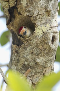 Red-bellied Woodpecker (Melanerpes carolinus) male in nest cavity, Florida, USA