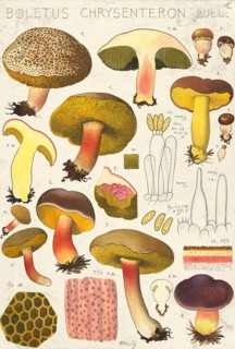 Mushroom, fungi, Red Cracking Bolete, Xerocomellus chrysenteron, syn. Boletus chrysenteron and