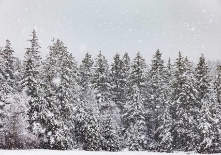 Winter forest during snowfall, Mondseeland, Salzkammergut, Upper Austria, Austria