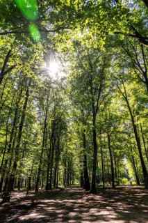 Forest area The Haard, in the northern Ruhr area, bordering the Münsterland, part of the Hohe Mark