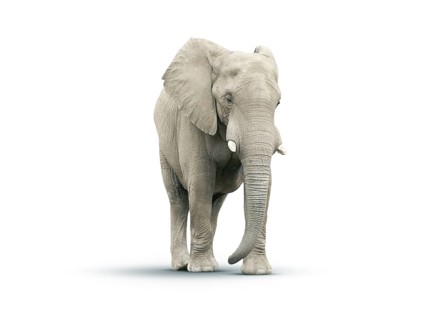 Adult Elephant Isolated on a White Background
