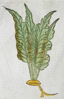 Horseradish (Armoracia rusticana), woodcut incunabulum leaf from one of the first German herbal