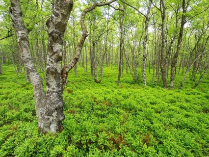 Carpathian birch forest (Betula pubescens), Rotes Moor, Rhön Biosphere Reserve, Hesse, Germany