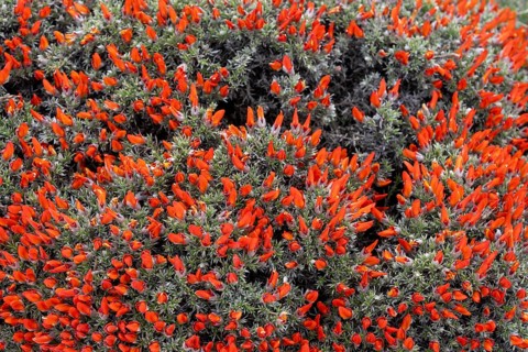 Mata Guanaco (Anarthrophyllum desideratum), cushion-shaped shrub with numerous red flowers in full